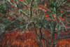 Wild apple tree in November; Bedford, Nova Scotia, Canada Poster Print by Irwin Barrett / Design Pics - Item # VARDPI12325079