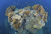 Coral reef, Siaton, Philippines. Poster Print by VWPics/Stocktrek Images - Item # VARPSTVWP400957U