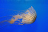 Pacific sea nettle. Poster Print by VWPics/Stocktrek Images - Item # VARPSTVWP400508U