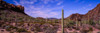 Various cactus plants in a desert, Organ Pipe Cactus National Monument, Arizona, USA Poster Print by Panoramic Images - Item # VARPPI174147
