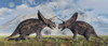 A pair of Torosaurus dinosaurs involved in a territorial dispute. Poster Print by Mark Stevenson/Stocktrek Images - Item # VARPSTMAS600148P