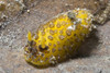 Nudibranch, Lembeh Strait, Indonesia. Poster Print by VWPics/Stocktrek Images - Item # VARPSTVWP401230U