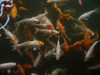 Koi carp in pond at Aureum Palace Hotel, Bagan, Mandalay Region, Myanmar Poster Print by Panoramic Images - Item # VARPPI153275