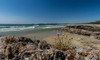 Sea pink wildflowers on Long Beach, Pacific Rim National Park Reserve, Vancouver Island, British Columbia, Canada Poster Print by Panoramic Images - Item # VARPPI174113