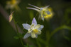 Columbine blooms in a garden; Astoria, Oregon, United States of America Poster Print by Robert L. Potts / Design Pics - Item # VARDPI12278003