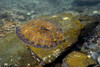 Flounder, Bothus lunatus, Brazil. Poster Print by VWPics/Stocktrek Images - Item # VARPSTVWP400028U