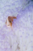 Pink anemonefish in a bleached magnificent sea anemone. Poster Print by VWPics/Stocktrek Images - Item # VARPSTVWP400634U