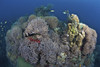Coral reefs of Siaton, Philippines. Poster Print by VWPics/Stocktrek Images - Item # VARPSTVWP400955U