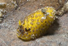 Dorid nudibranch, Lembeh Strait, Indonesia. Poster Print by VWPics/Stocktrek Images - Item # VARPSTVWP401145U