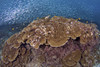 Sardines and hard corals at Pescador Island, Philippines. Poster Print by VWPics/Stocktrek Images - Item # VARPSTVWP400985U