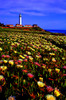 Wildflowers at Pigeon Point Lighthouse, Pescadero, California, USA Poster Print by Panoramic Images - Item # VARPPI173696