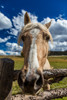 OCTOBER 1, 2016 - Close up horse snoot, near Ridgway, Colorado - just off Log Hill Poster Print by Panoramic Images - Item # VARPPI182531
