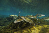 Striped mullet, Salt Springs, Florida. Poster Print by VWPics/Stocktrek Images - Item # VARPSTVWP400463U