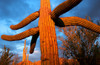 Saguaro cactus at Saguaro National Park, Tucson, Arizona, USA Poster Print by Panoramic Images - Item # VARPPI173517