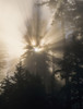 Shafts of sunlight shine through Siskiyou National Forest; Powers, Oregon, United States of America Poster Print by Robert L. Potts / Design Pics - Item # VARDPI2413466