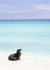 Sea lion on white sand beach with crystal clear turquoise water Poster Print by Chris Caldicott / Design Pics - Item # VARDPI12308331