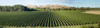 Vineyard seen from Breckenridge Lodge, Hastings District, Hawke's Bay Region, North Island, New Zealand Poster Print by Panoramic Images - Item # VARPPI170543