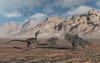 A predatory Velociraptor stalking a pair of Protoceratops. Poster Print by Mark Stevenson/Stocktrek Images - Item # VARPSTMAS600151P