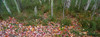 Trees in forest during autumn, Mount Desert Island, Acadia National Park, Hancock County, Maine, USA Poster Print by Panoramic Images - Item # VARPPI162266