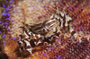 Zebra crab in fire urchin. Poster Print by VWPics/Stocktrek Images - Item # VARPSTVWP400752U