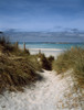 Sand dunes on beach, Abers Coast, Finistere, Brittany, France Poster Print by Panoramic Images - Item # VARPPI172969
