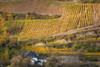 Elevated view of vineyards in autumn, Oberwesel, Rhineland-Palatinate, Germany Poster Print by Panoramic Images - Item # VARPPI174032