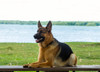 German shepherd dog sitting by river Poster Print by Panoramic Images - Item # VARPPI175349