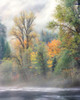 Autumn trees along Mackenzie River, Willamette National Forest, Linn County, Oregon, USA Poster Print by Panoramic Images - Item # VARPPI172502