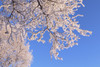 Hoar frosted tree branches against a blue sky; Anchorage, Alaska, United States of America Poster Print by Doug Lindstrand / Design Pics - Item # VARDPI12306846