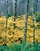 Alders and Vine Maples, Clatsop County, North Coastal Range, Oregon, USA Poster Print by Panoramic Images - Item # VARPPI173788