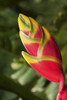 Close-up of lobster-claw heliconia flower; Maui, Hawaii, United States of America Poster Print by Jenna Szerlag / Design Pics - Item # VARDPI12323086