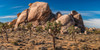 Joshua trees and rocks on a landscape, Joshua Tree National Park, California, USA Poster Print by Panoramic Images - Item # VARPPI174104