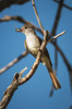 An Ash-Throated Flycatcher Captures Insects For Nestlings; Willows, California, United States Of America Poster Print by Robert L. Potts / Design Pics - Item # VARDPI2373770