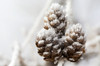Close up of frosted pine cones; Calgary, Alberta, Canada Poster Print by Michael Interisano / Design Pics - Item # VARDPI12307879