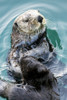 Sea Otter eating in Seward boat harbour on the Kenai Peninsula in South-central Alaska; Seward, Alaska, United States of America Poster Print by Ray Bulson / Design Pics - Item # VARDPI12308719