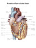 Anterior view of the human heart. Poster Print by Alan Gesek/Stocktrek Images - Item # VARPSTAGK700019H