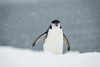 Chinstrap Penguin in a snowfall; Half Moon Island, South Shetland Islands, Antarctica Poster Print by Deb Garside / Design Pics - Item # VARDPI12311044