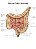 General colon anatomy, with labels. Poster Print by Alan Gesek/Stocktrek Images - Item # VARPSTAGK700041H