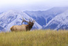 Bull elk bugling, Jasper National Park; Alberta, Canada Poster Print by Brian M Wolitski / Design Pics - Item # VARDPI12321954