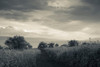 Field by the Sea of Galilee, Tiberias, Galilee, Israel Poster Print by Panoramic Images - Item # VARPPI155780