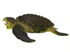 Archelon sea turtle side profile. Poster Print by Corey Ford/Stocktrek Images - Item # VARPSTCFR200783P