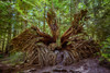 Western red cedar tree root system, British Columbia, Canada Poster Print by Panoramic Images - Item # VARPPI174190