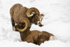 Large Bighorn Ram approaches another large Bighorn ram lying in the snow, Shoshone National Forest; Wyoming, United States of America Poster Print by Kenneth Whitten / Design Pics - Item # VARDPI12321879