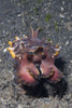 Head-on view of a flamboyant cuttlefish, Lembeh Strait, Indonesia. Poster Print by VWPics/Stocktrek Images - Item # VARPSTVWP401209U