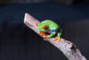 Red-eyed tree frog on branch Poster Print by Panoramic Images - Item # VARPPI175379