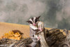 Sugar glider on a tree stump Poster Print by Panoramic Images - Item # VARPPI175372