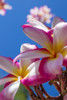 Close-up of pink plumeria flowers and blue sky; Lanai, Hawaii, United States of America Poster Print by Jenna Szerlag / Design Pics - Item # VARDPI12323085