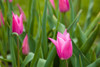 Pink Tulip flowers, Niagara Falls, Canada Poster Print by Panoramic Images - Item # VARPPI173282