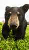 Black bear cub, captive in Alaska Wildlife Conservation Center, South-central Alaska; Portage, Alaska, United States of America Poster Print by Doug Lindstrand / Design Pics - Item # VARDPI12318721 Black bear cub, captive in Alaska Wildlife Conservation Center, South-central Alaska; Portage, Alaska, United States of America Poster Print by Doug Lindstrand / Design Pics - Item # VARDPI12318721
