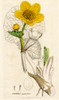 Caltha palustris.  Marsh marigold. Poster Print by Hilary Jane Morgan / Design Pics - Item # VARDPI12319507